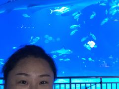 -烟台海昌鲸鲨海洋公园