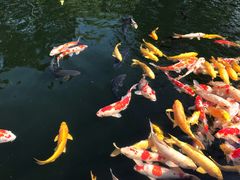 -湖鲜楼