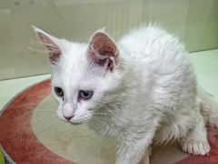 -青奢宠物·青奢猫舍