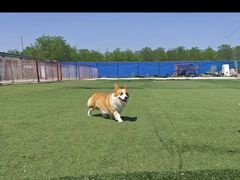 -宠物寄养训练学校