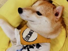 -逗柴咖啡屋·狗咖猫咖宠物桌游