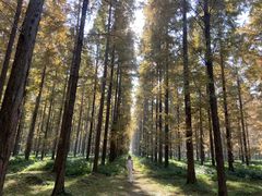 -黄海国家森林公园