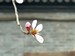 -妙应寺白塔