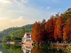 -深圳仙湖植物园