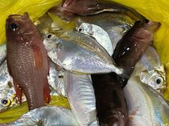 -小猫钓鱼海钓俱乐部(椰梦长廊店)