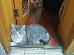 -天使宠物医院·犬猫分诊(彩虹店)