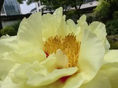 -上海醉白池公园