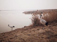 -盐城丹顶鹤湿地生态旅游区