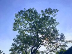 -东莞植物园