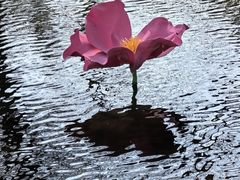-桃花堤公园