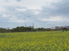 -径山花海