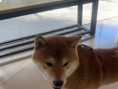-艾贝尔宠物医院 ·中兽医·宠保定点(北门桥店)