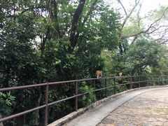 -狮子山郊野公园