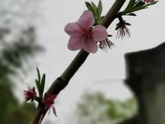 -青林口古镇