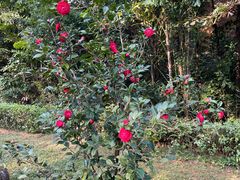 -东莞市虎英郊野公园