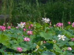 -池杉湖湿地公园