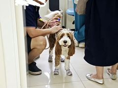-美联众合动物医院·24h京西诊疗中心