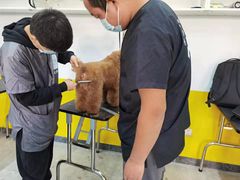 -优缇多格专业宠物美容师培训学校