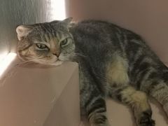 -猫儿山۰猫主题餐厅