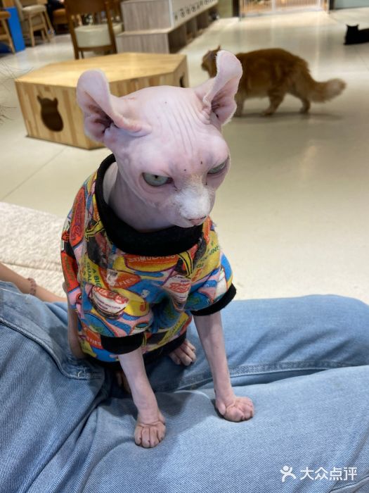 藏猫猫咖啡主题馆(中央大道店)图片