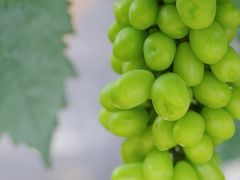 -金谷域澳洲庄园