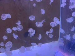 -南昌海洋公园