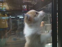 -宠物世家(仲盛世界商城店)
