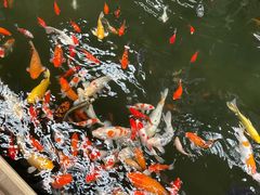 -南宫五洲植物乐园