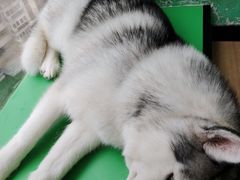 -Husky Go! 哈士奇体验馆·宠物咖啡厅狗咖