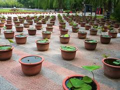 景点-莲花池公园
