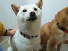 -柴迷FANS CLUB·柴犬狗咖·猫咖