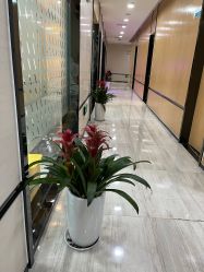 -雍禾植发