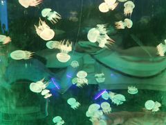 -北戴河圣蓝海洋公园