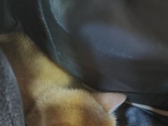 -瑞派名望24h动物医院异宠专科·猫专科·骨科·重症监护分院