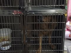 -严国平动物医院(德政总院)