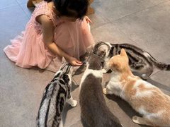 -飞行喵MR PILOT|猫舍·猫咖(静安大融城店)
