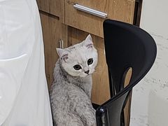-艾贝尔宠物医院·24H转诊中心·肿瘤猫专科(江宁双龙店)