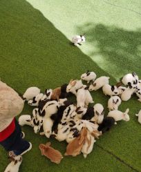 -萌宠亲子动物乐园(槐房万达店)