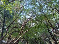 -香山公园