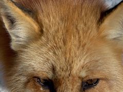 -宫城藏王狐狸村