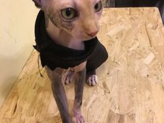 -猫色咖啡·猫咖