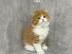 -小猫来了·猫舍(红山六九七九店)
