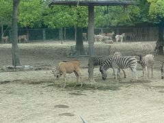 -上海野生动物园