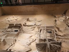 -洛阳周王城天子驾六博物馆