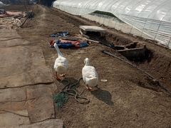 -胜丰草莓采摘园