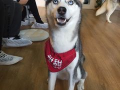 -Husky Go! 哈士奇体验馆·宠物咖啡厅狗咖