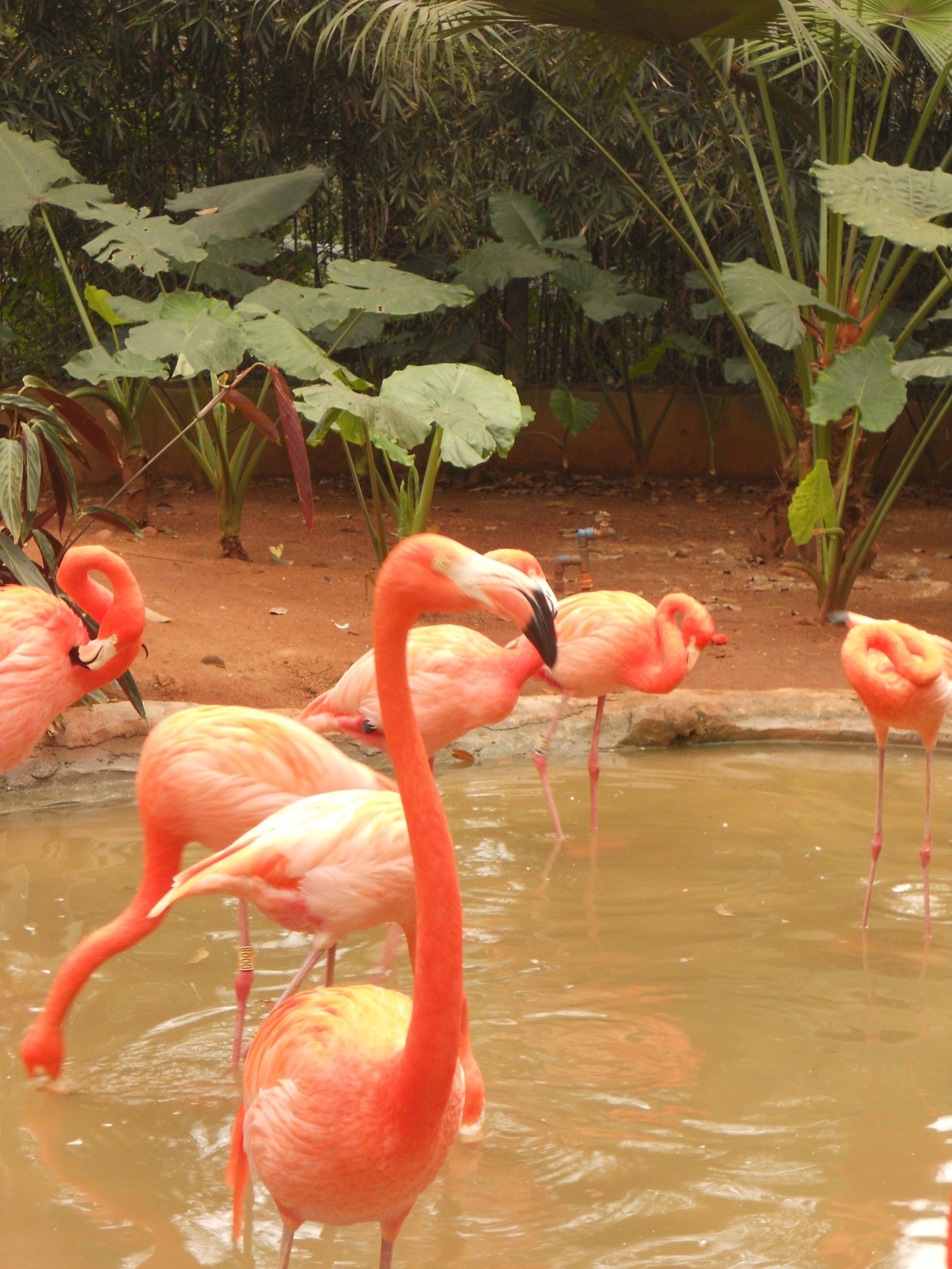 海南热带野生动植物园