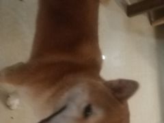 -喜柴咖啡·柴犬狗咖