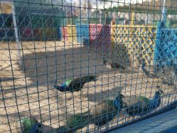 -萌宠亲子动物乐园(槐房万达店)