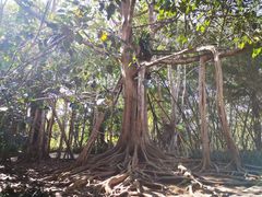 -中国科学院西双版纳热带植物园